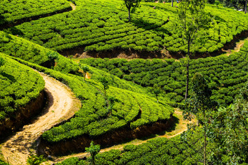 Top view of a tea plantation in Sri Lanka