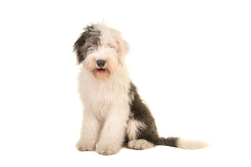 Old english sheep dog young adult sitting and facing the camera isolated on a white background