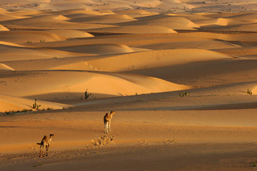 Fototapeta na wymiar Mauritania adventure