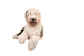 Old english sheep dog young adult lying on the floor seen from the front isolated on a white background