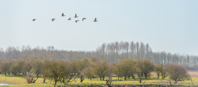 Geese flying over nature in spring