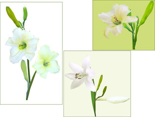three light lily flowers
