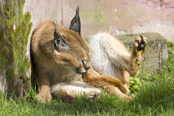 Fototapete bei efototapeten.de bestellen   