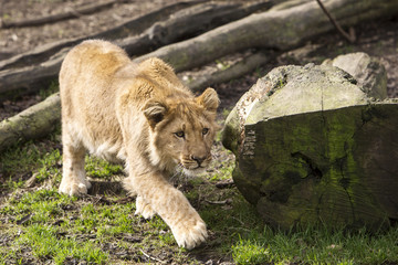 Fototapete bei efototapeten.de bestellen   