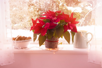 red flowers, poinsettia, and a jug on windowsill