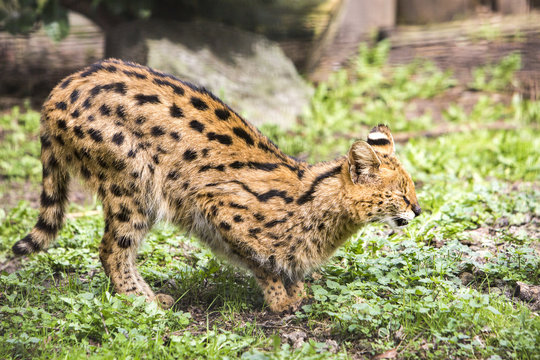 Serval doet een dutje.