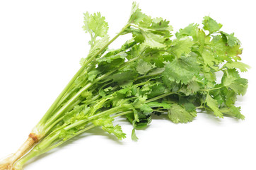 Fresh coriander bunch