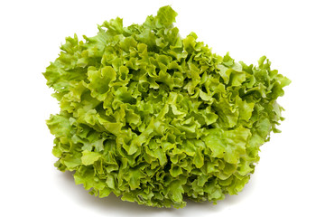Green oak lettuce