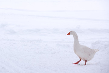 Goose walking through white snow