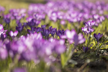 Fototapeta premium Lila Krokusse (Crocus) - Licht durchflutet 