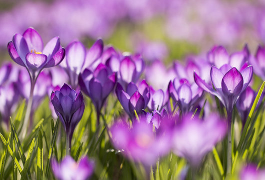 Lila Krokusse (Crocus) - Licht durchflutet     