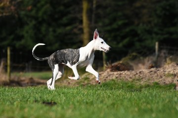 rennender Whippet 