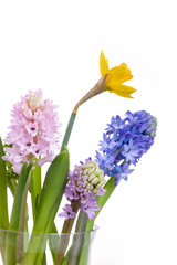 Spring flowers - hyacinth and narcissus on white background