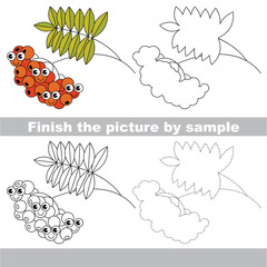 Red Ash Berry. Drawing worksheet.