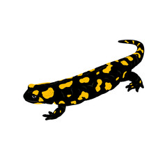 Fire Salamander (Salamandra salamandra. Salamandra maculosa) on a white background. Vector illustration.