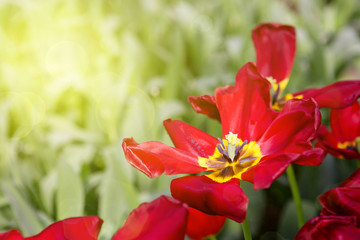 Red tulips and sunshine.