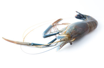 Giant river prawn isolated on white.