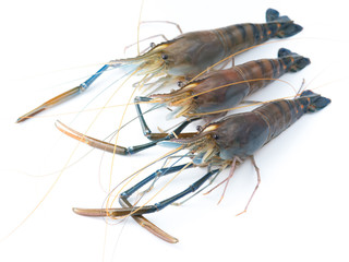 Giant river prawn isolated on white.