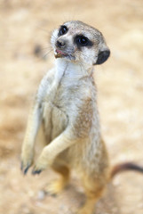 Ground squirrel