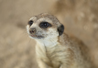Fototapeta premium Ground squirrel