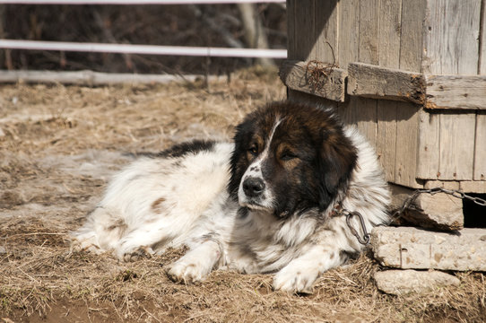 Tied with iron chain mountain shepherd guardian dog resting in rural village garden by wooden doghouse