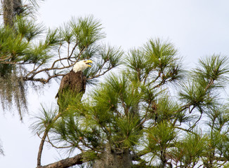 A screeching bald eagle perched in a pine tree. 