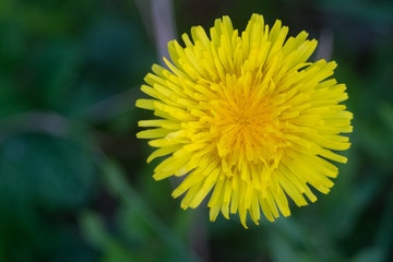 fleur