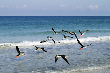 A flock of black skimmers flying over the beach at St. Pete Beach, Florida