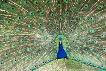 Male Peacock Displays Bright Feathers