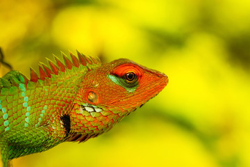 Common green forest lizard (Calotes calotes) head