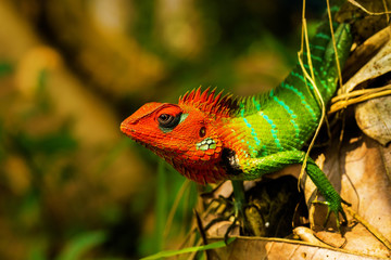 Closeup of the common green forest lizard (Calotes calotes)