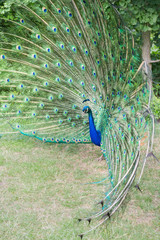 Male Peacock Displays Bright Feathers