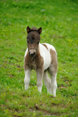 ミニチュアホース