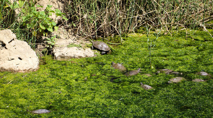 Fototapeta na wymiar Gruppe Wasserschildkröten, Natur, Europa