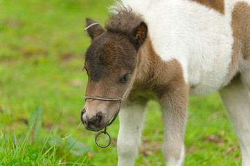 Fototapeta premium ミニチュアホース