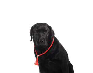 Black golden labrador retriever dog isolated on white background. Studio shot.