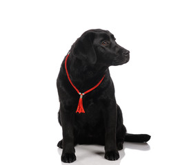 Black golden labrador retriever dog isolated on white background. Studio shot.