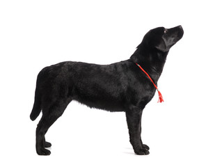 Black golden labrador retriever dog isolated on white background. Studio shot.