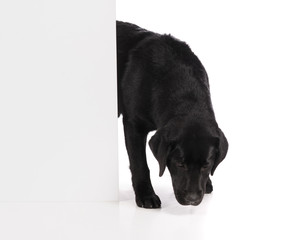 Black golden labrador retriever dog isolated on white background. Studio shot.