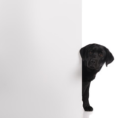 Black golden labrador retriever dog isolated on white background. Studio shot.