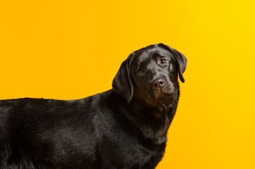 Black golden labrador retriever dog isolated on yellow background. Studio shot.