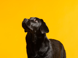 Black golden labrador retriever dog isolated on yellow background. Studio shot. - obrazy, fototapety, plakaty