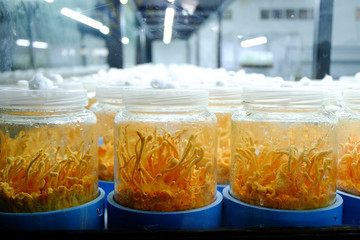 mushroom farm