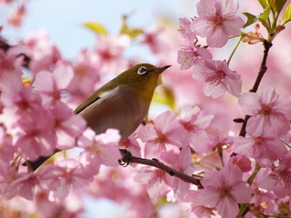 花びらをじっと見つめるメジロ