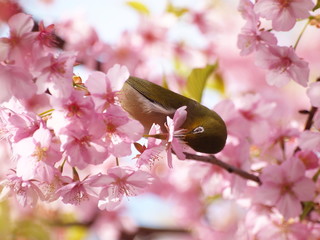 春のご馳走に肖るメジロ