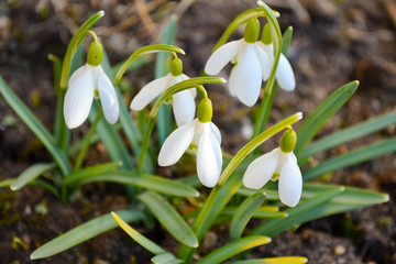 White snowdrop flower. Beautiful Snowdrop spring flowers in sunny day. Group of white spring flowers (galanthus nivalis) as a symbol of spring. Fresh green with white blossoms.