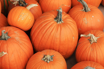 Agriculture and farming background. Ripe pumpkins for sale. New crop pumpkins at the farmers market. Horizontal composition.