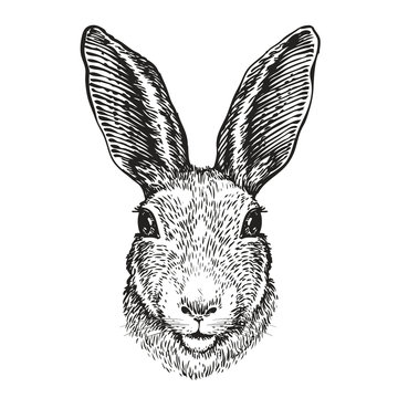 Hand-drawn portrait of rabbit. Easter bunny, sketch. Vector illustration