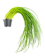 Spring onions in small pot on white background