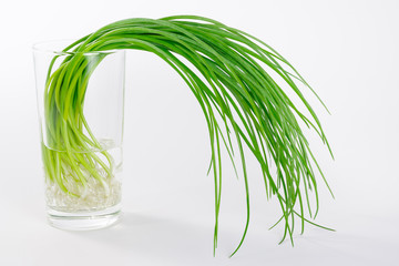 Spring onions in glass filled with water on white background